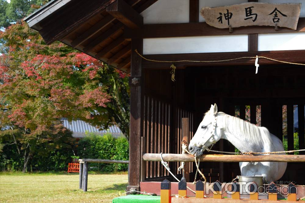 神馬の秋