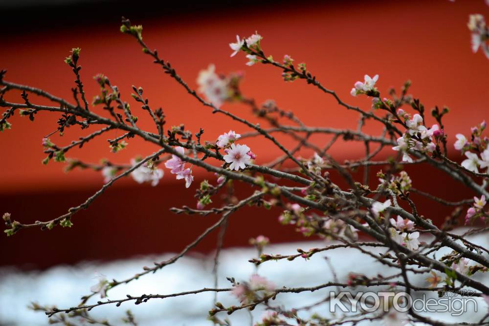 冬の桜