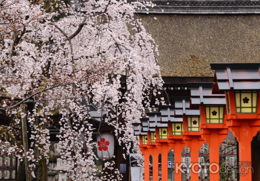 平野神社の桜