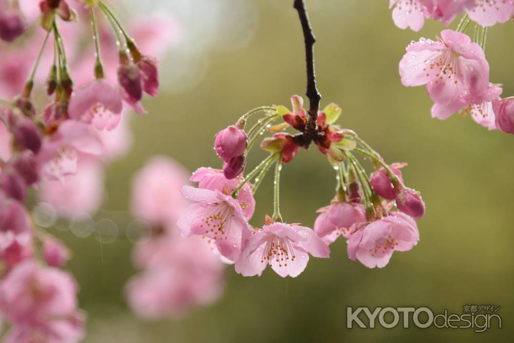 さくらんぼのような桜