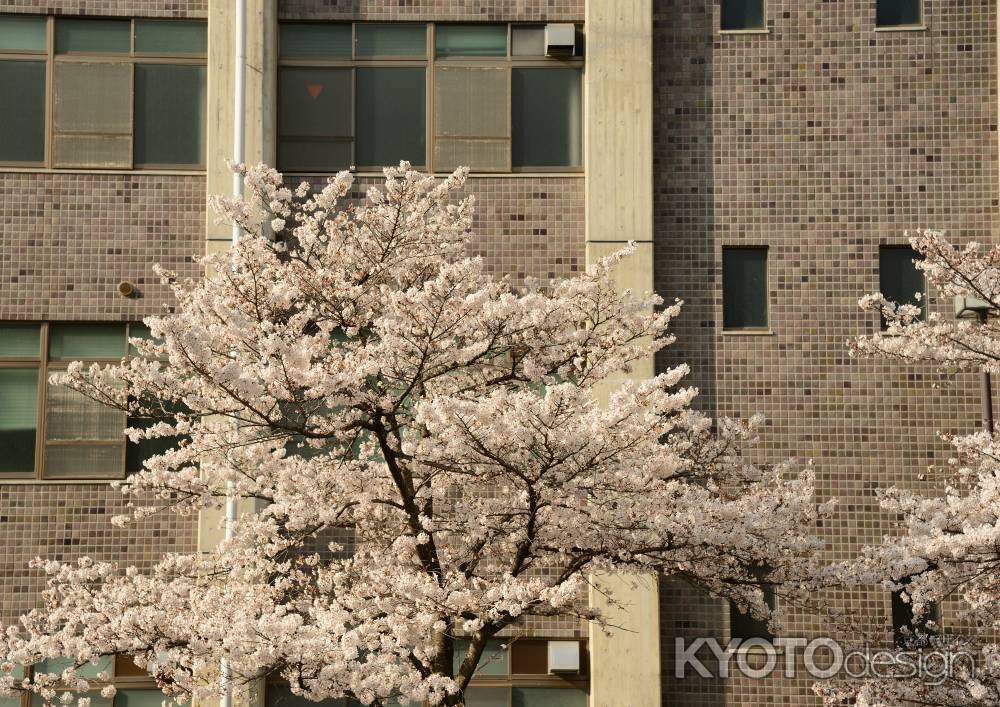 学びと桜　TAKE1