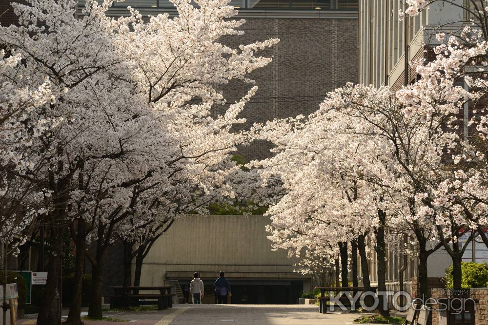 学びと桜　TAKE4