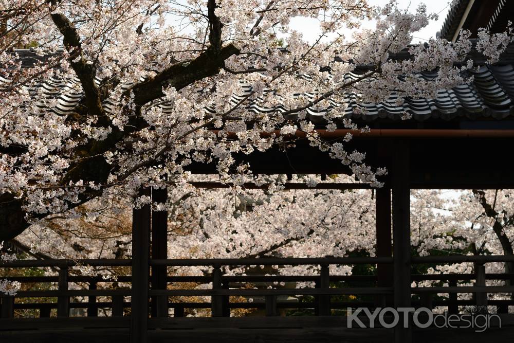 桜の回廊