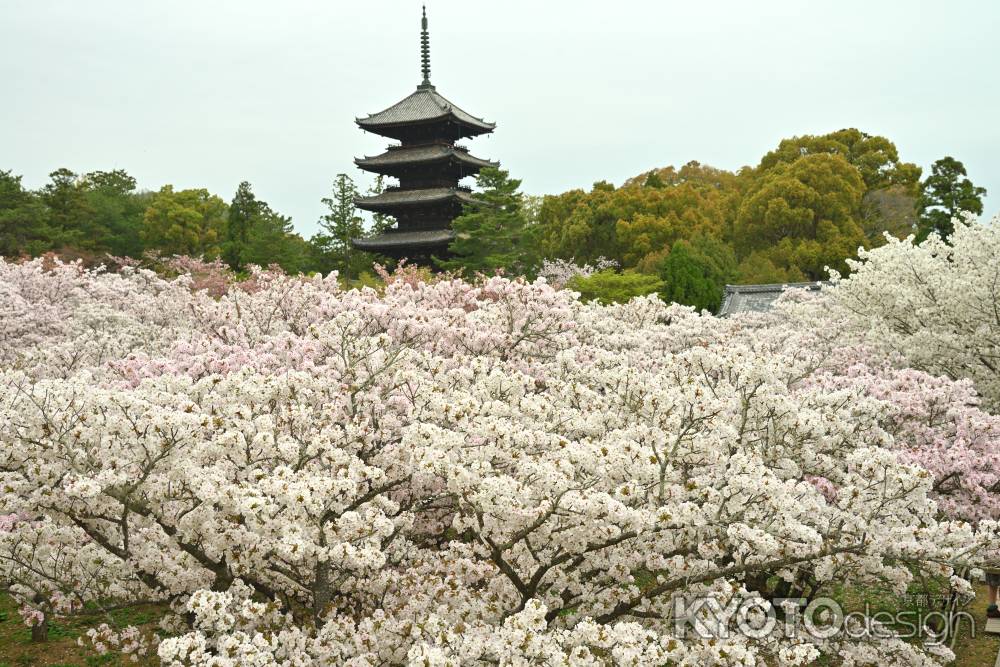 御室の桜　TAKE1