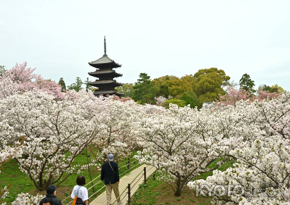 御室の桜　散策