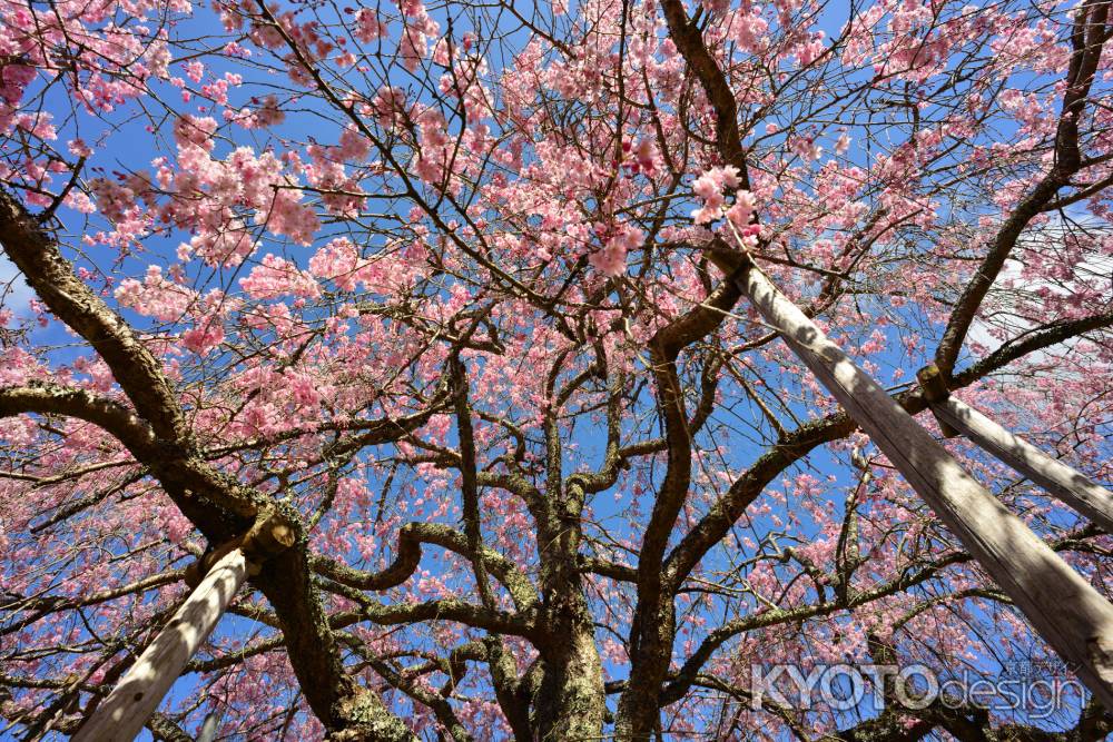 宝泉寺　紅しだれ桜