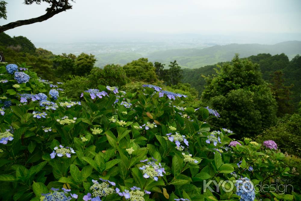 紫陽花と雨にかすむ京の町