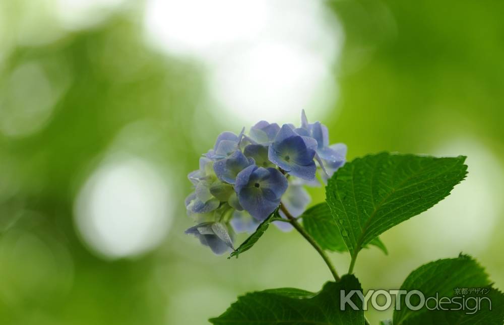 梅雨のひかり