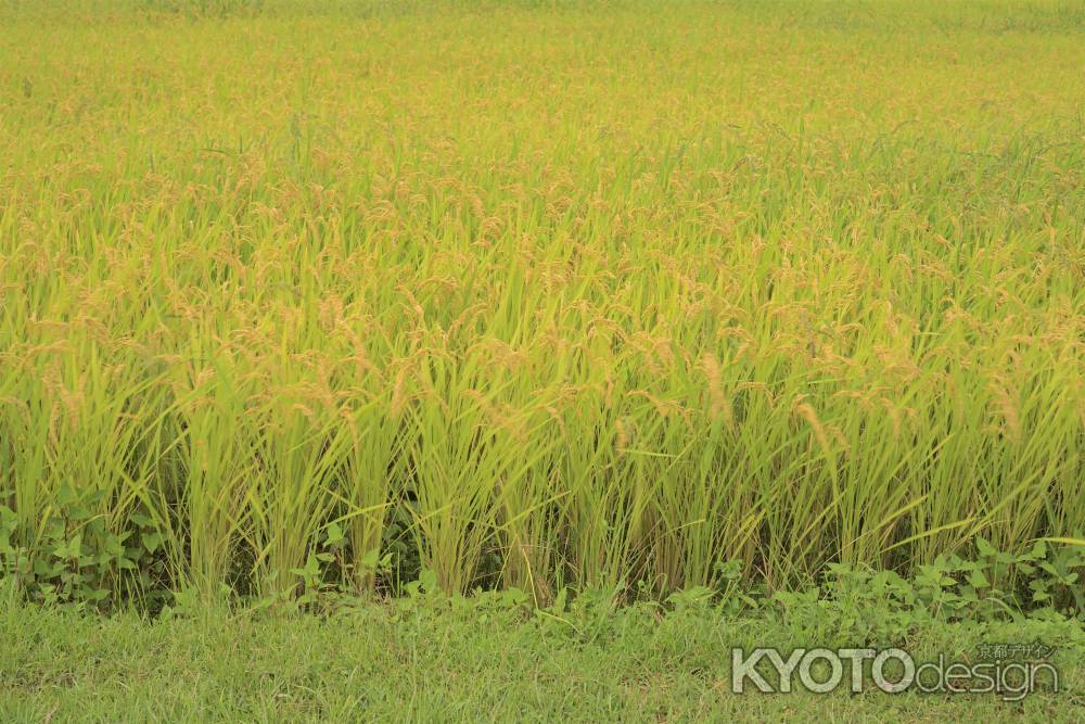 大原の里　稲穂