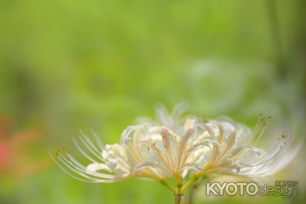 アンもきっと見たよ