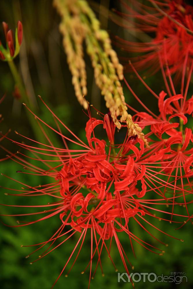 初秋の線香花火