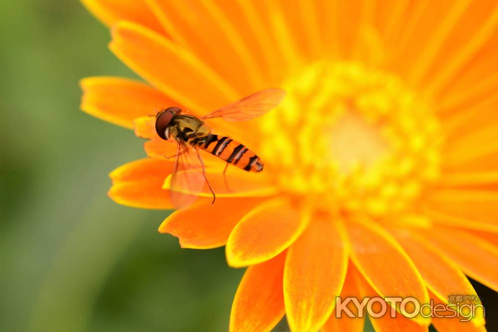 花びらで休憩