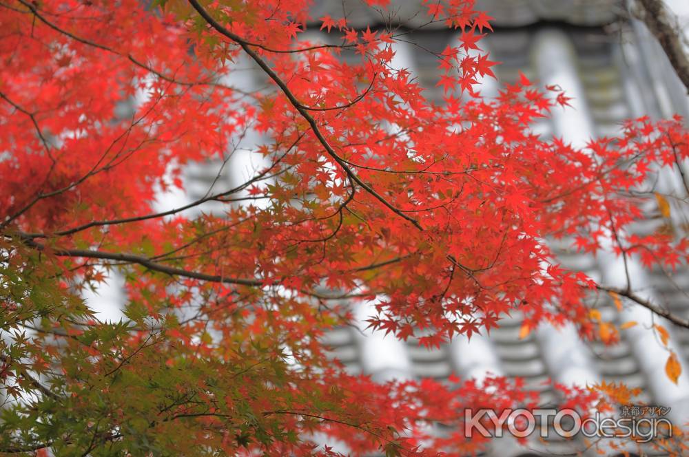 屋根の上の紅