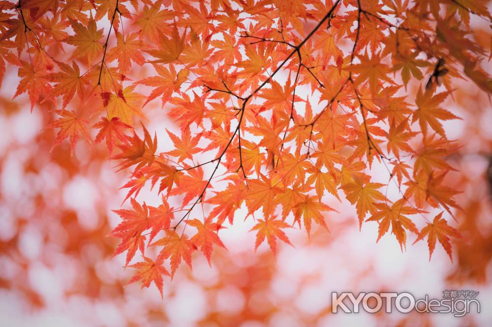 鏡容池を覆う紅葉