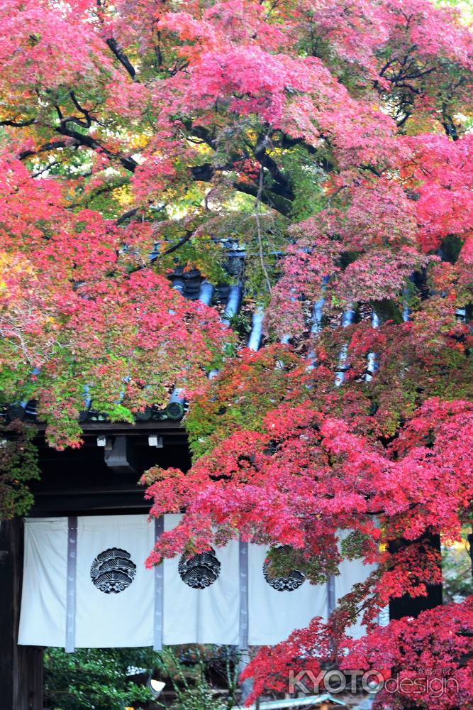 門前の紅葉