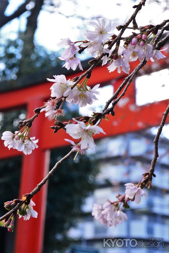 冬桜