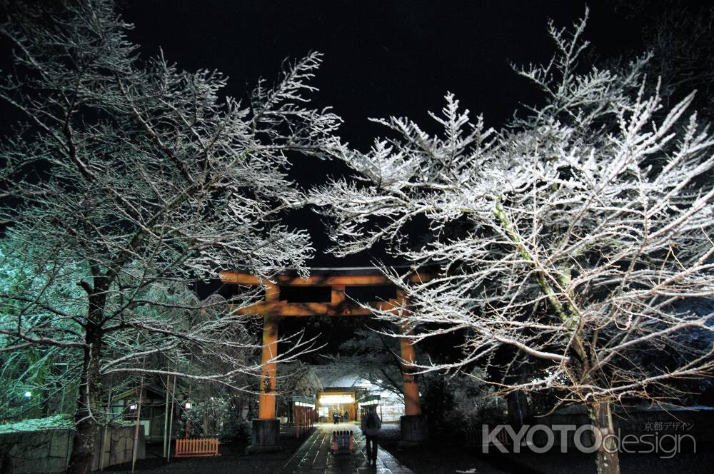 冬の桜