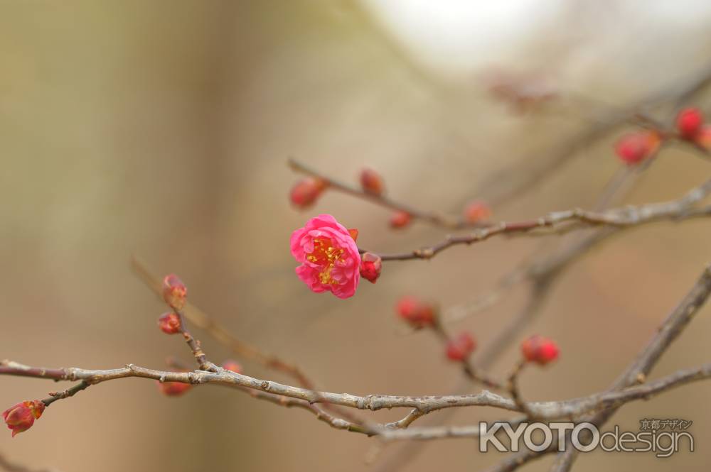 梅は百花の魁