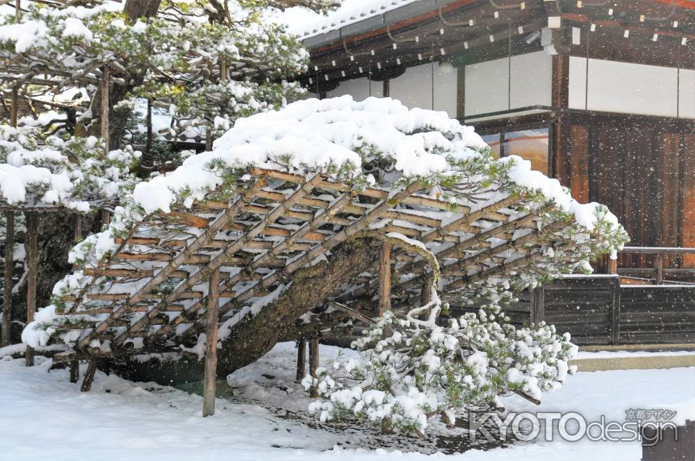 陸舟の松　驟雪