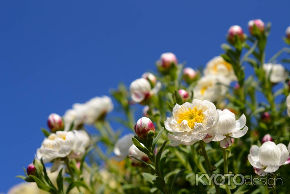 青空に咲く　花かんざし