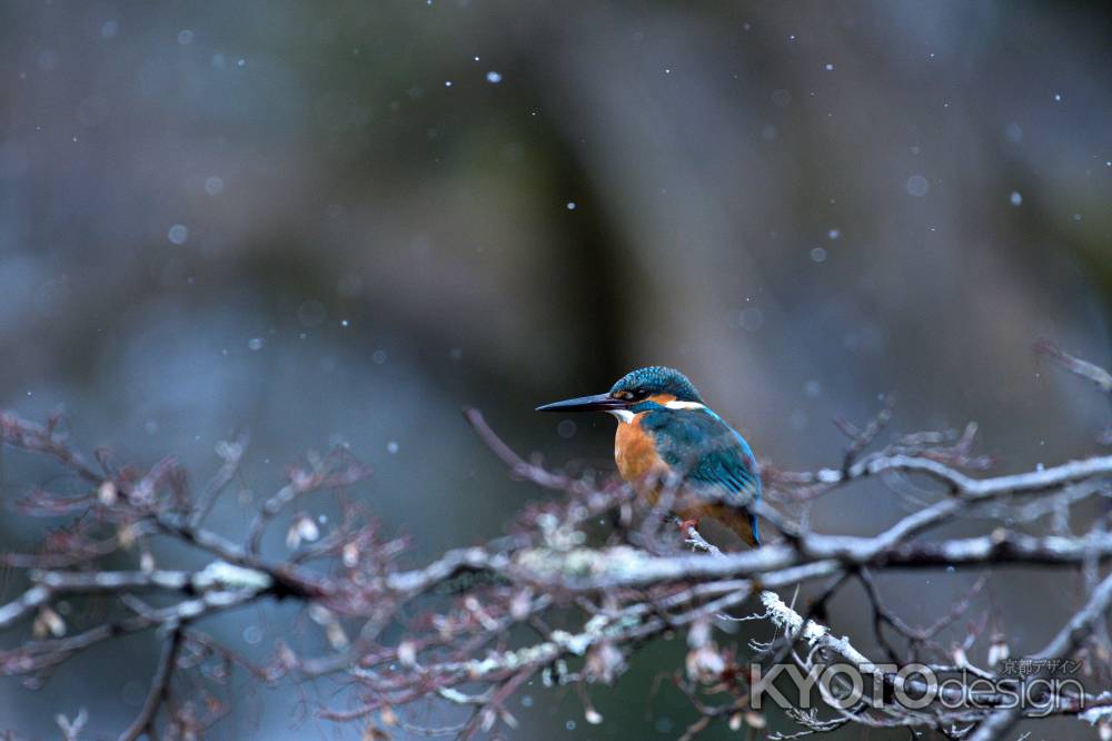 雪中翡翠