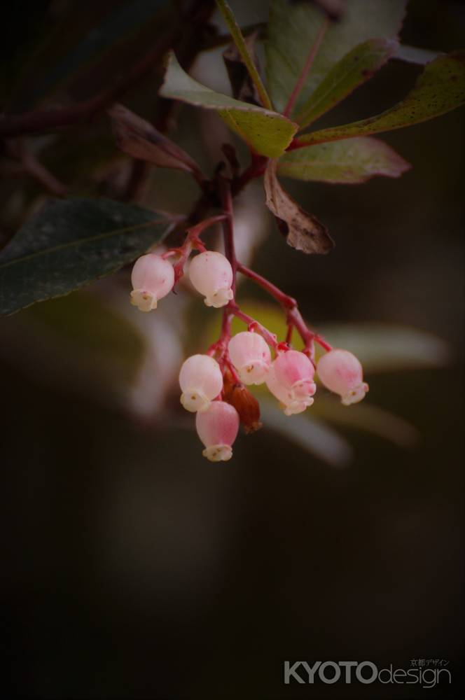 strawberry　tree