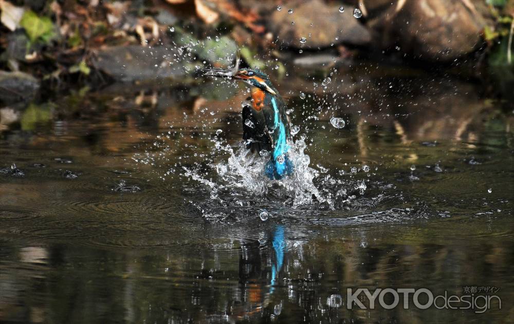 水中から飛び出し