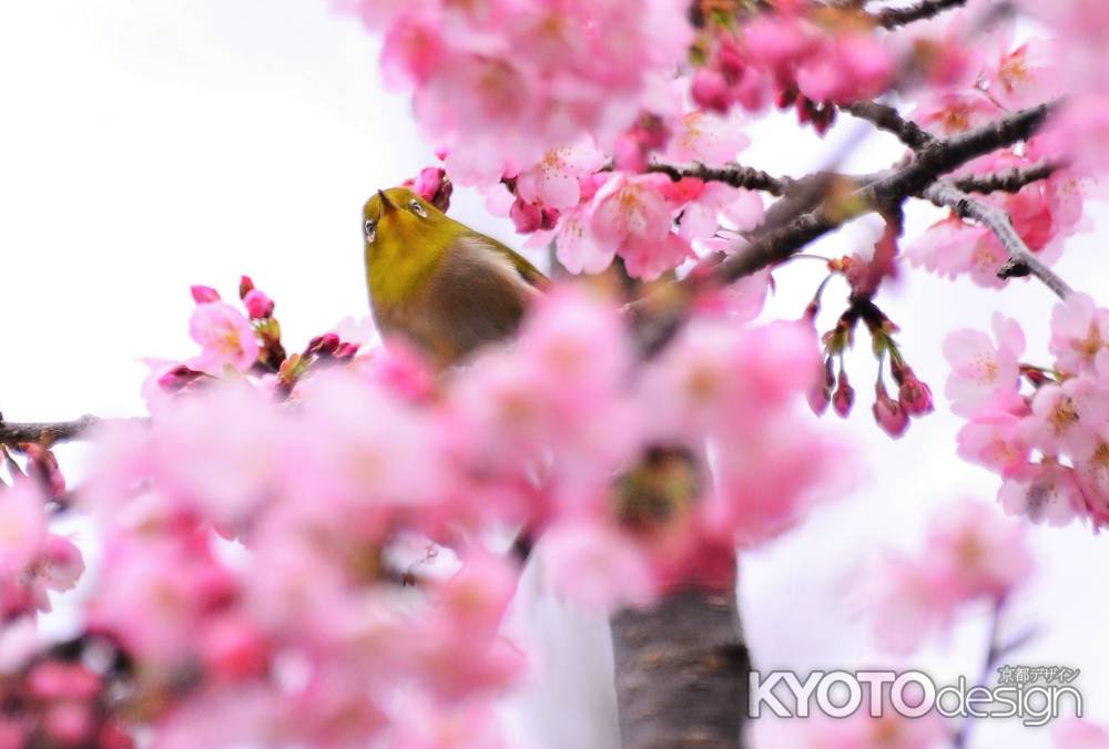 大寒桜とメジロ