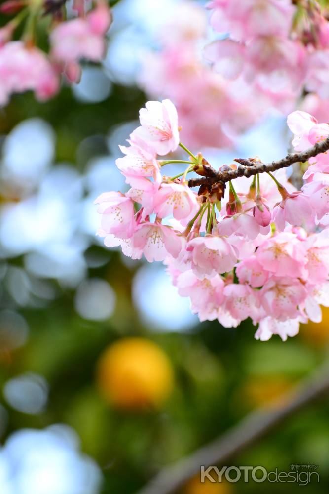 大寒桜と橘の実