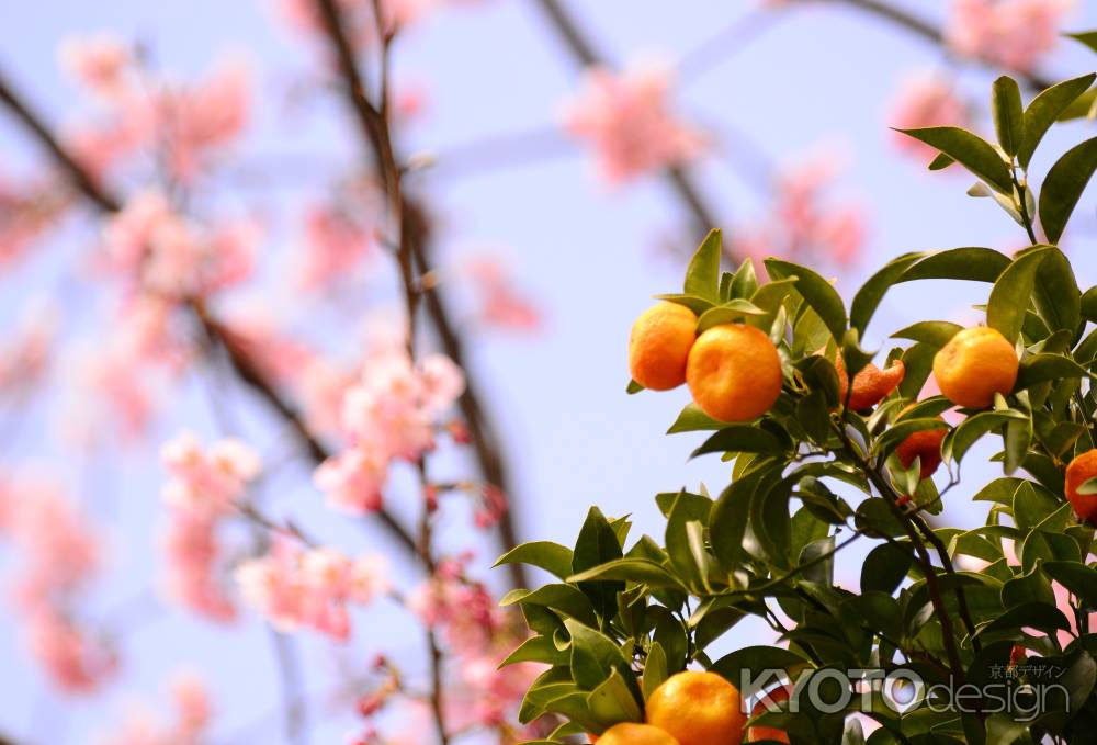 橘の実と大寒桜