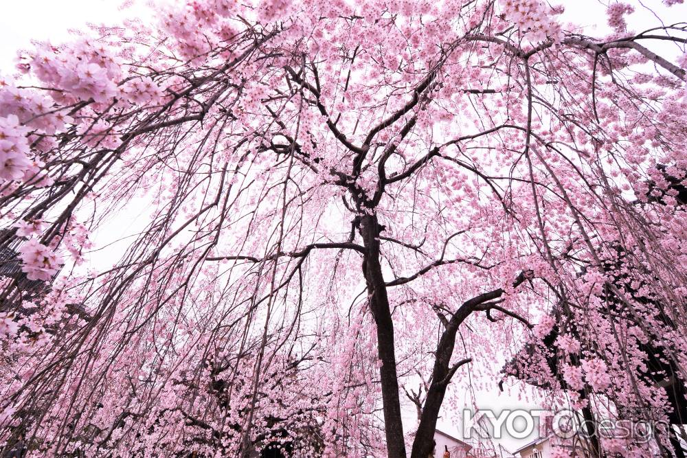 桜の雨降る…