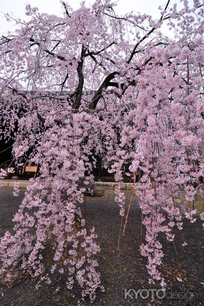 花曇り