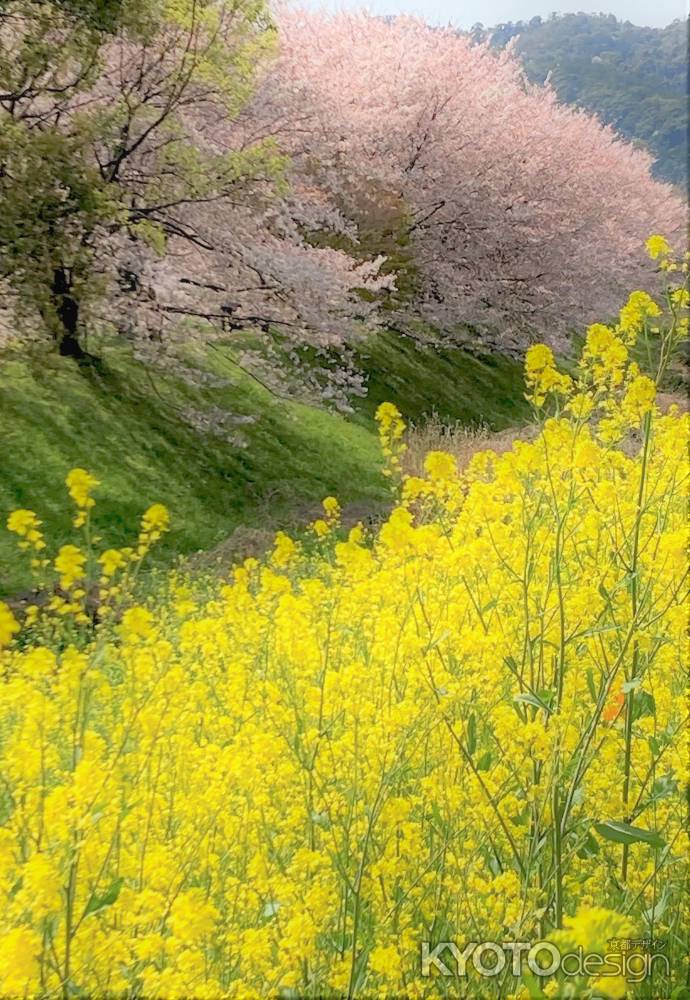 桂川の春