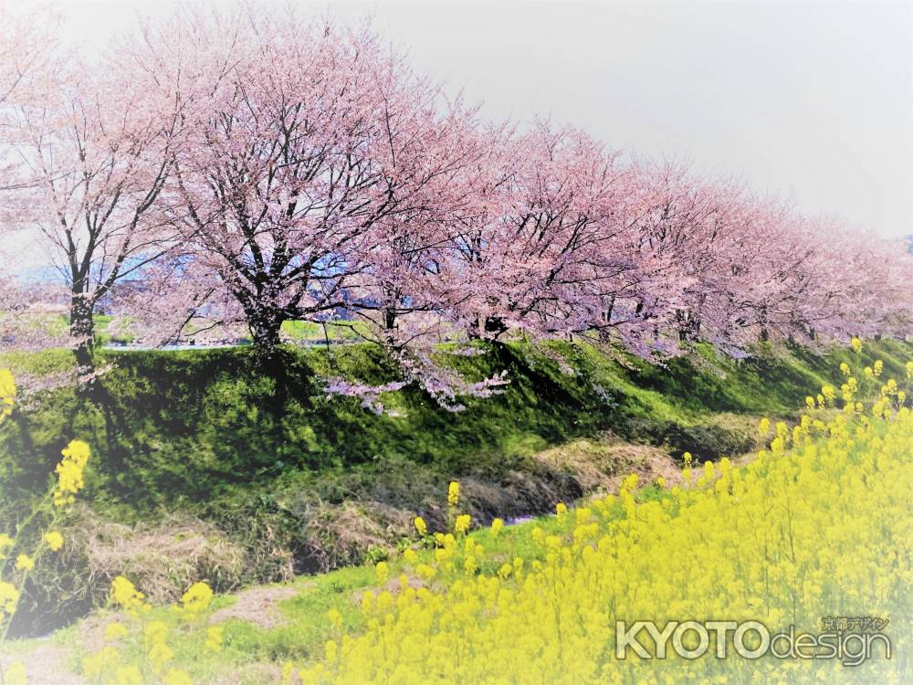 桜と…菜の花