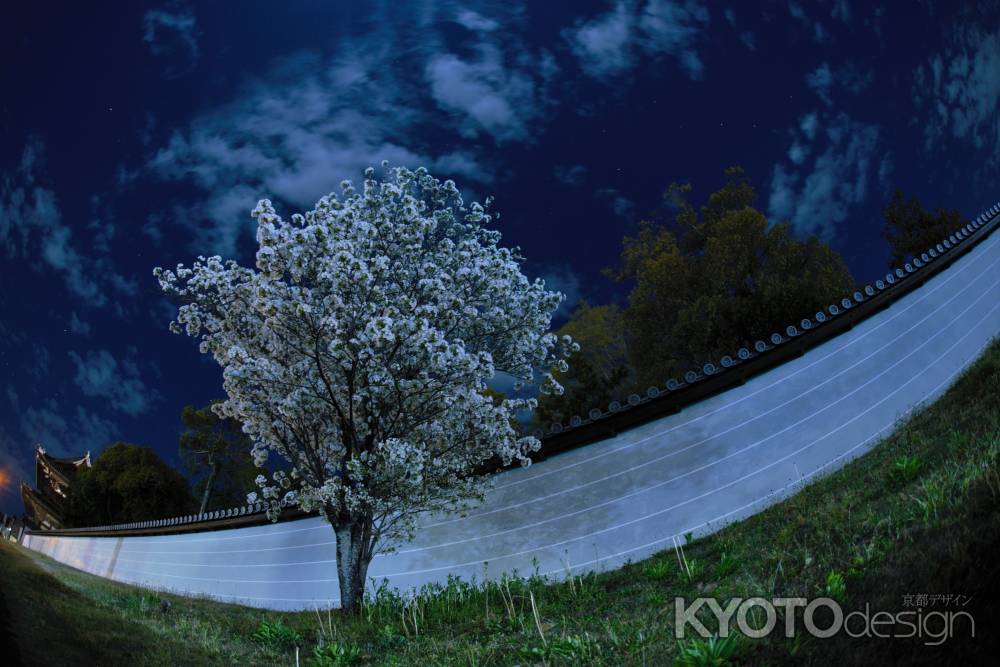 帰り道の桜