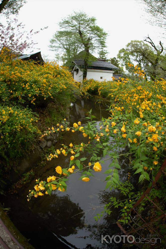 黄金色に山吹が咲き誇り