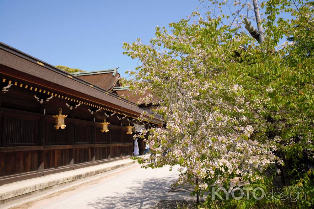 北野桜ここにあり