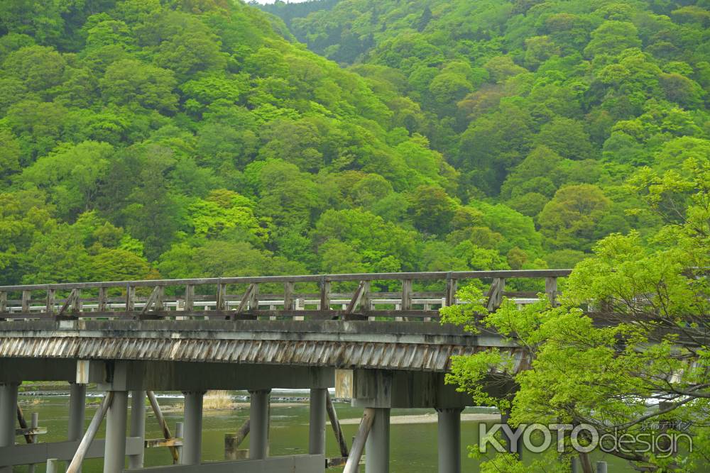 新緑の渡月橋