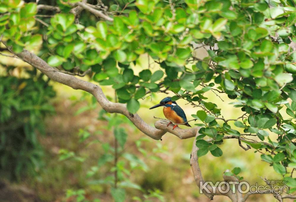 九條池のカワセミ