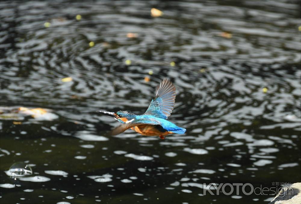 風待月のカワセミ