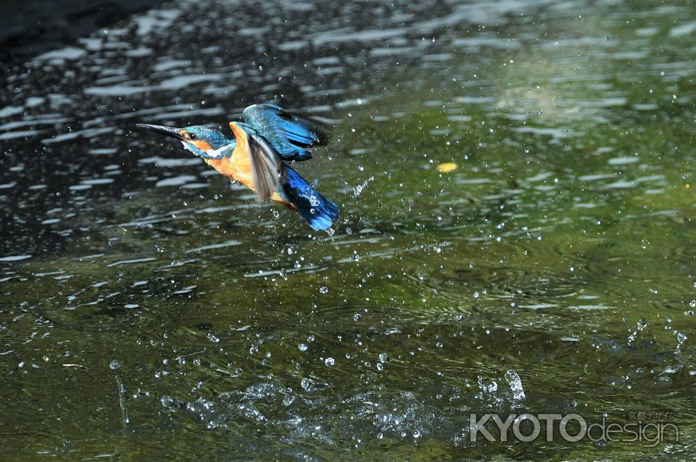 夏越月のカワセミ