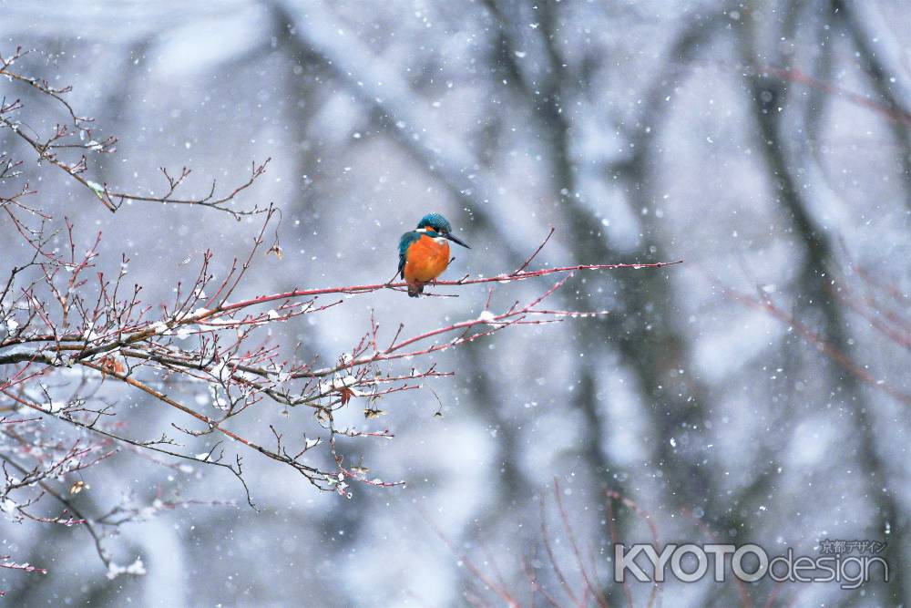 粉雪舞うなか