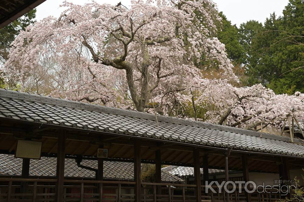 なりひら桜　満開