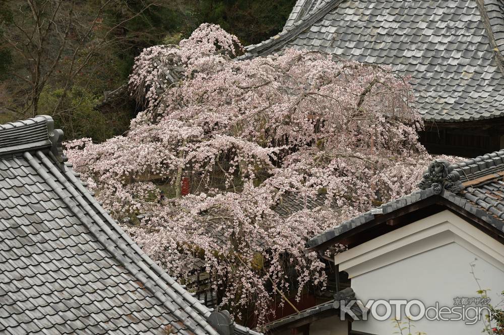 なりひら桜　天蓋