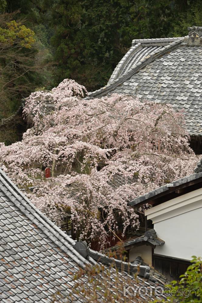 なりひら桜　三方の美