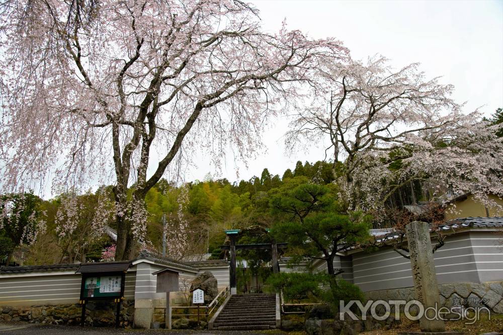 鳴滝の枝垂桜さん