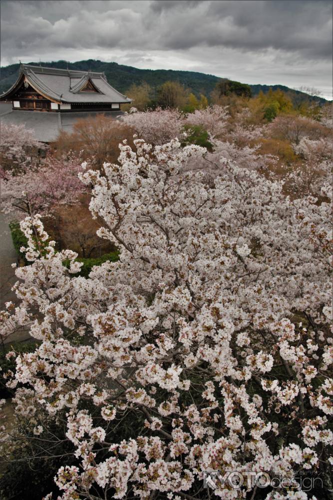 桜に埋もれる青龍殿