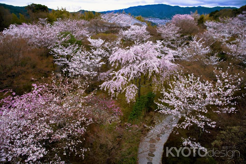 桜小径