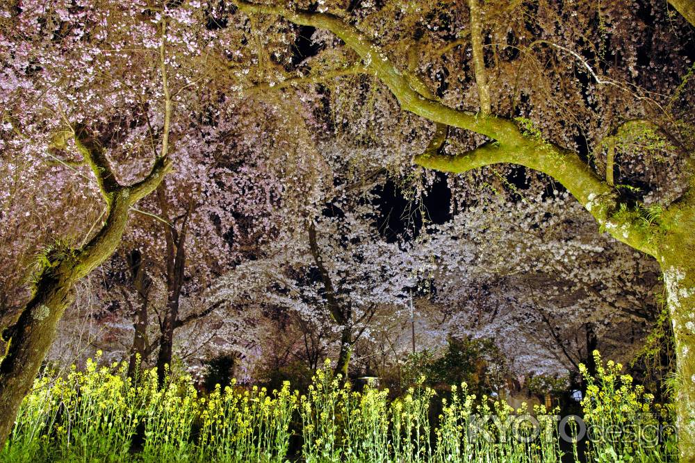 桜と菜の花