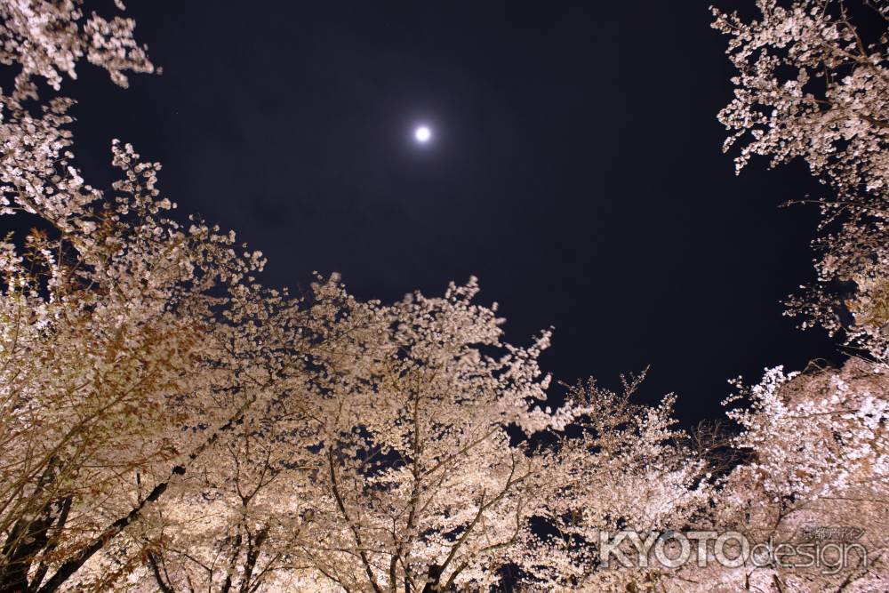 桜雲と月夜